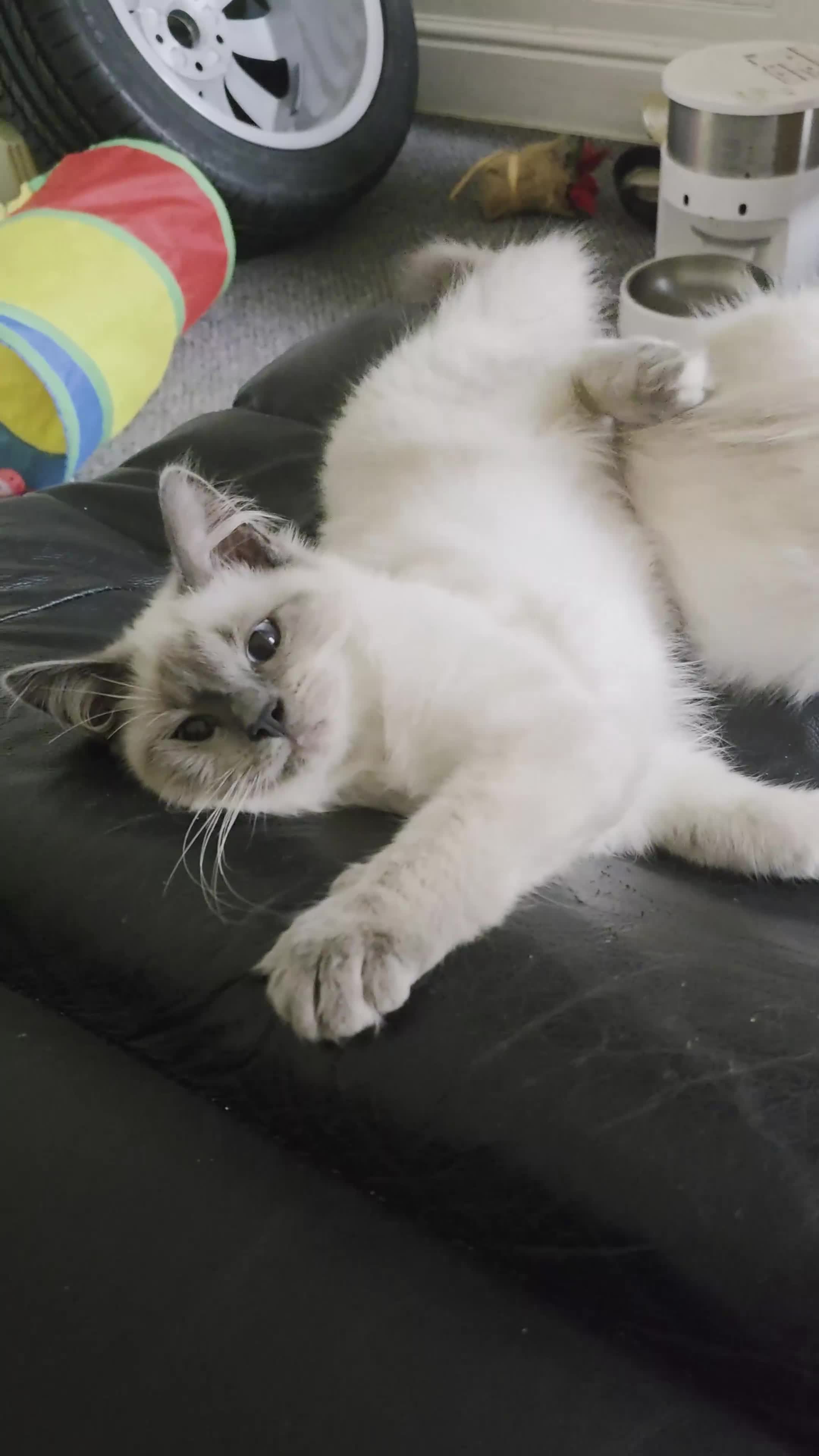 Ragdoll cats for sale: Two Beautiful Ragdoll Male ready for a new home - Video 1