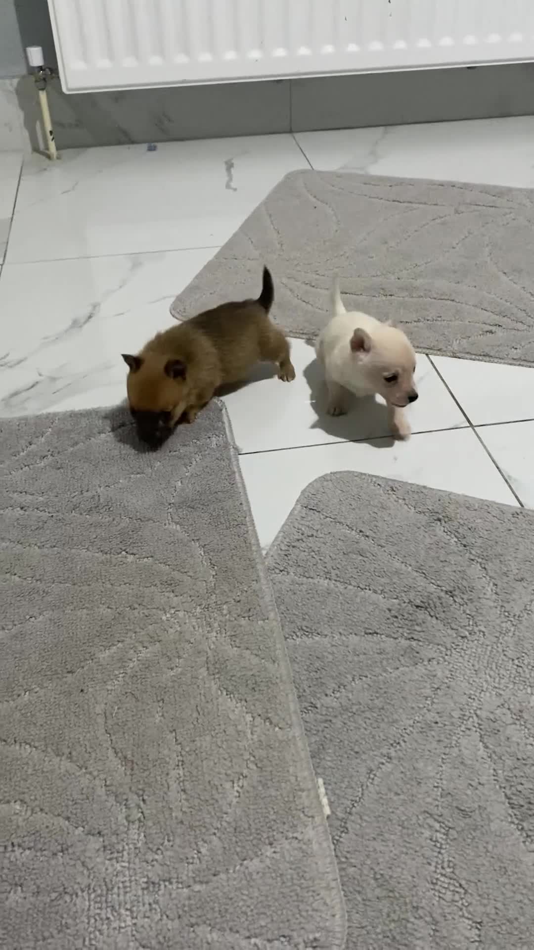 Chihuahua dogs for sale: 3 beautiful chihuahua puppies  - Video 1