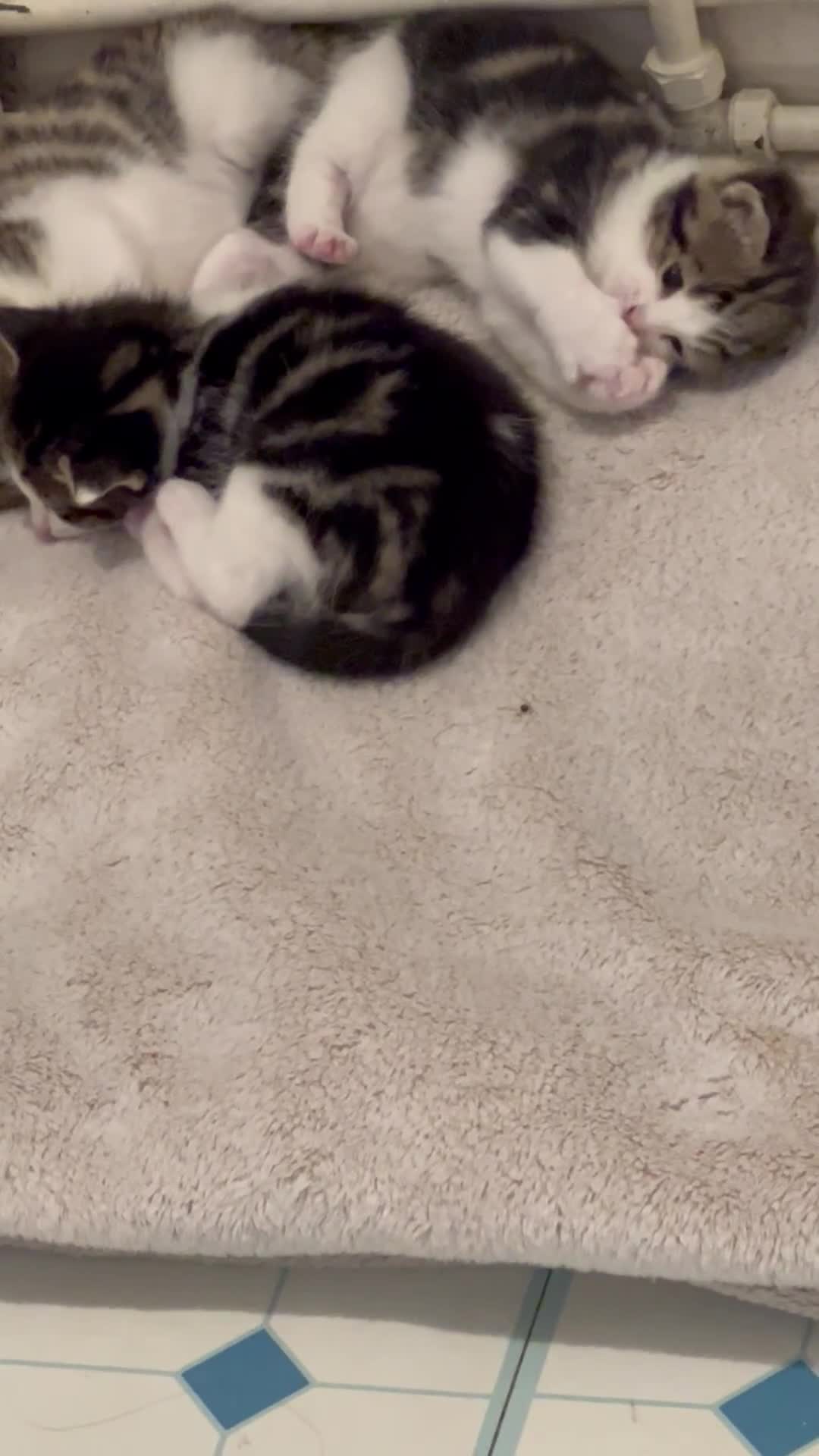 Mixed Breed cats for sale: READY NOW, 3 BEAUTIFUL TABBY BOYS (with Bengal)  - Video 3