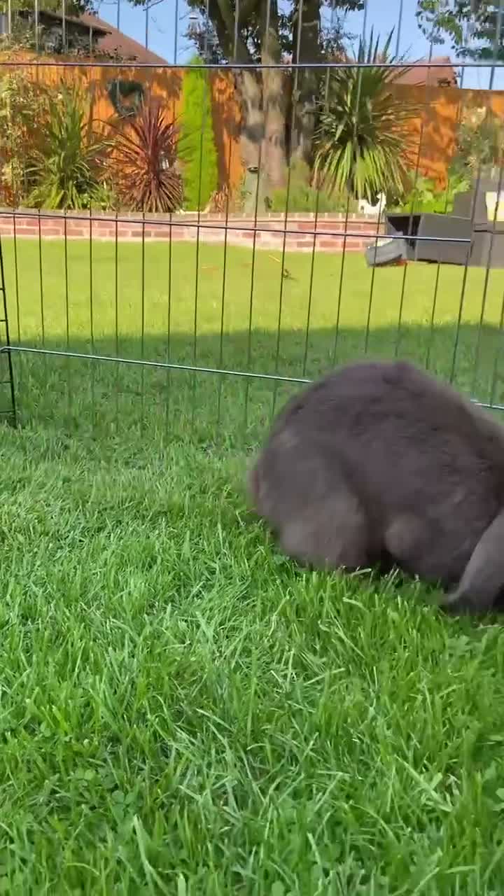 Mini Lop rabbits for sale: Coco and Lola twin bunnies in Ashby-de-la-Zouch - Video 2