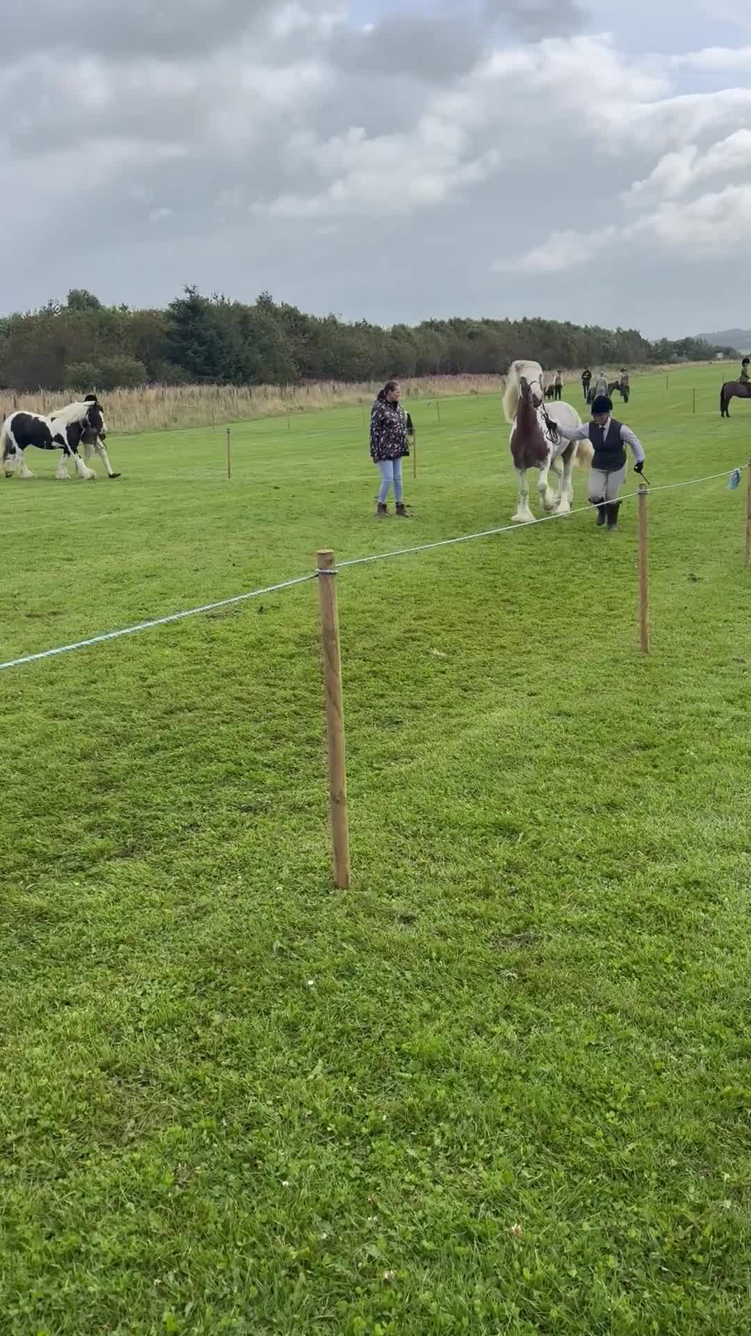 Irish Cob horses for sale: Asby Mills cob lightly backed  - Video 1