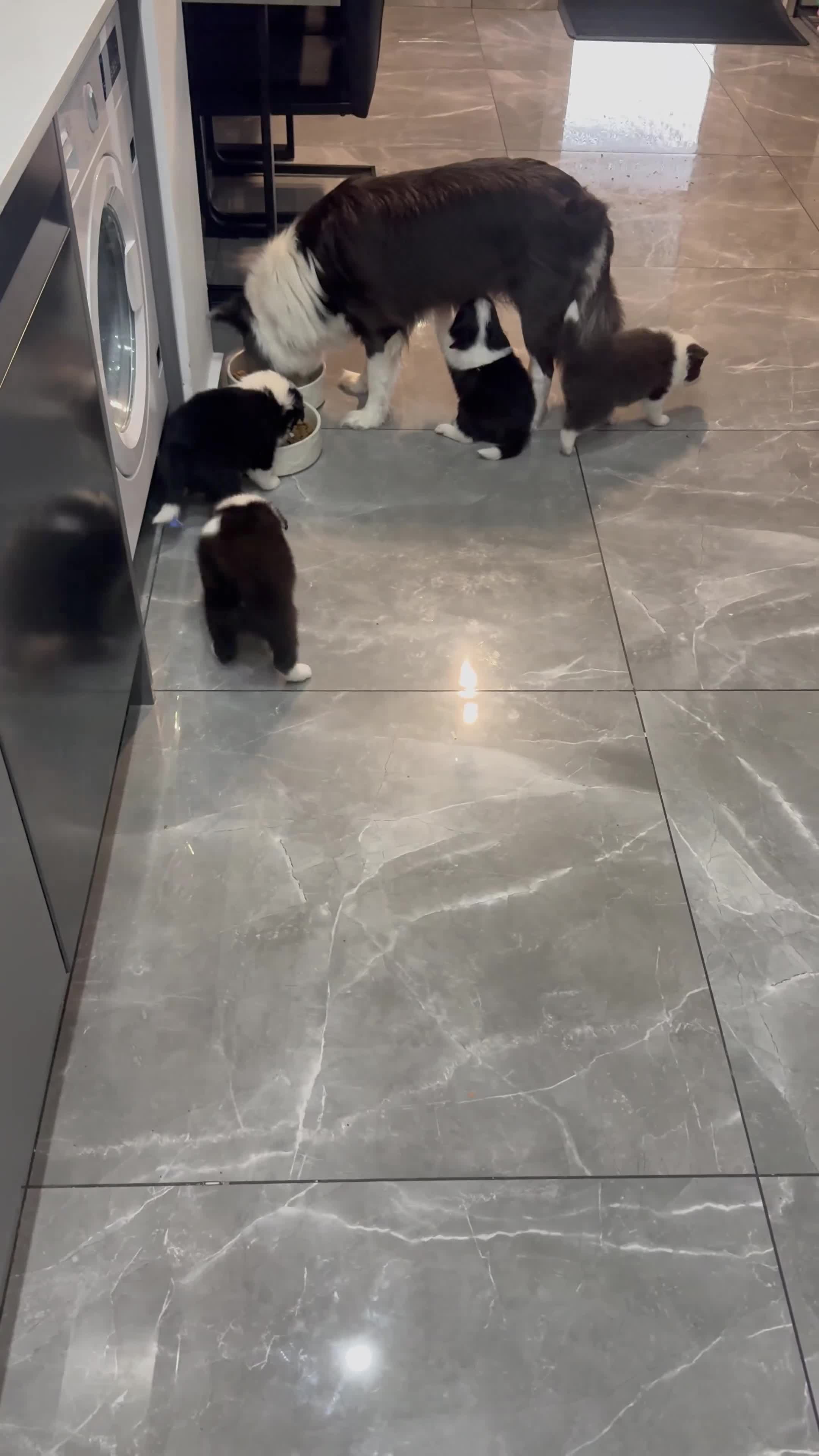 Border Collie dogs for sale: Border Collie Puppies For Sale - Video 2