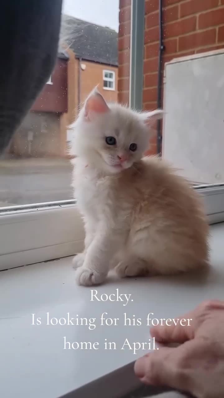 Maine Coon cats for sale: Cream and white large kitten Tica registered  - Video 2