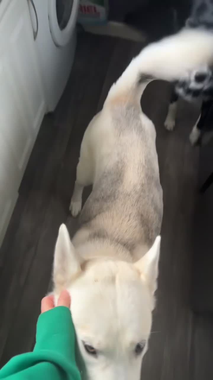 Mixed Breed dogs for sale: 3 beautiful puppies sale. 2 girls and 1 boy.  - Video 3