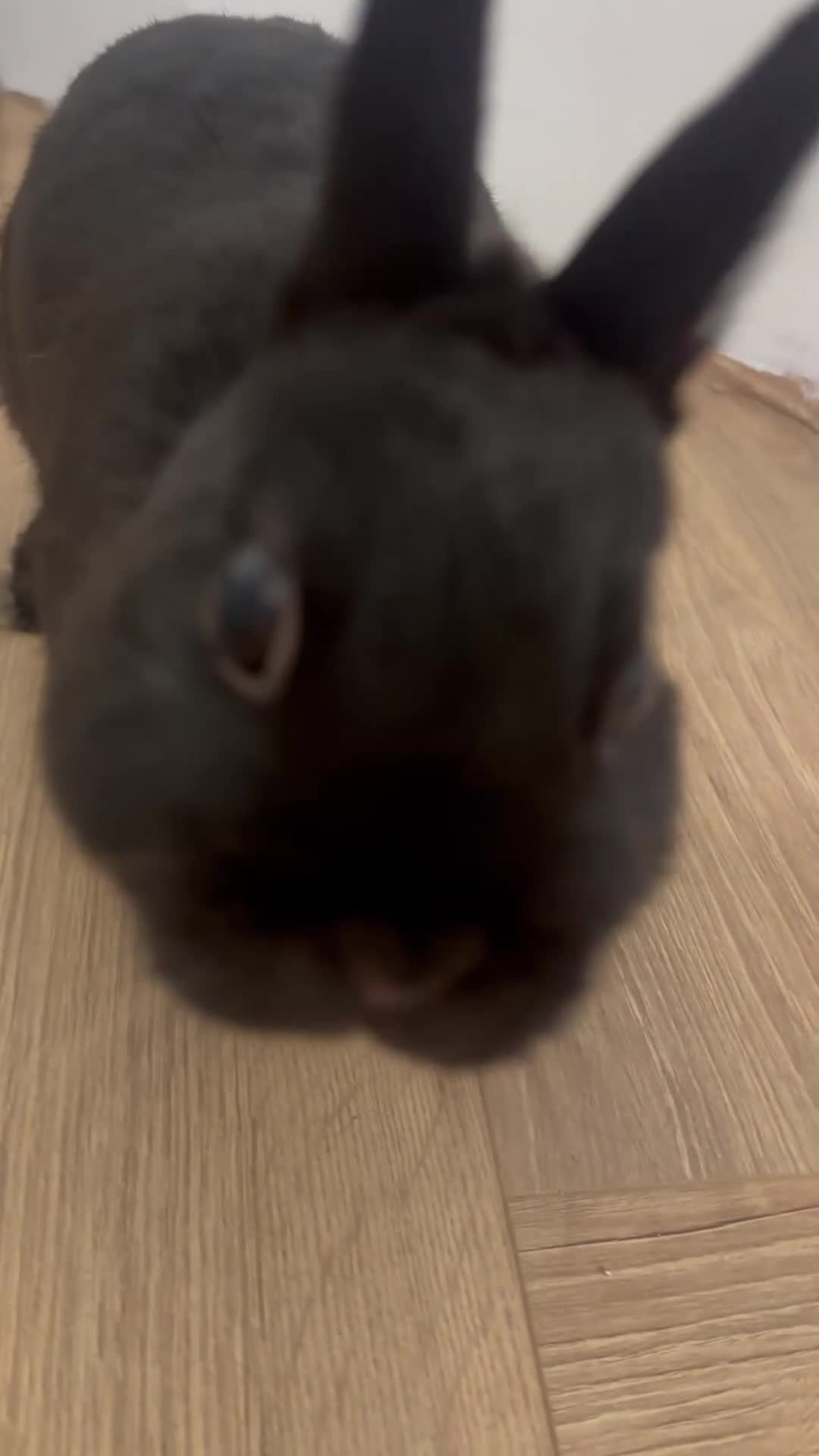 Netherland Dwarf rabbits for sale: 8 month brother and sister urgent rehoming! in London - Video 3