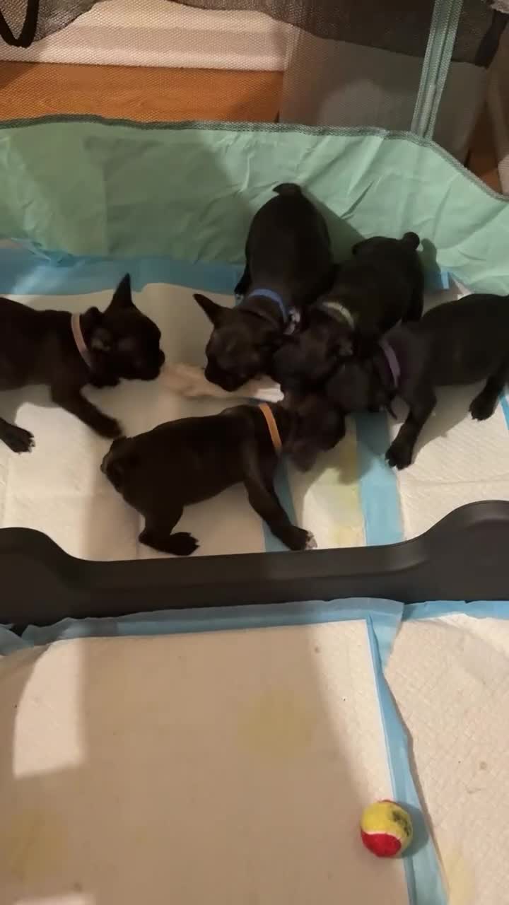 French Bulldog dogs for sale: French puppies  - Video 1