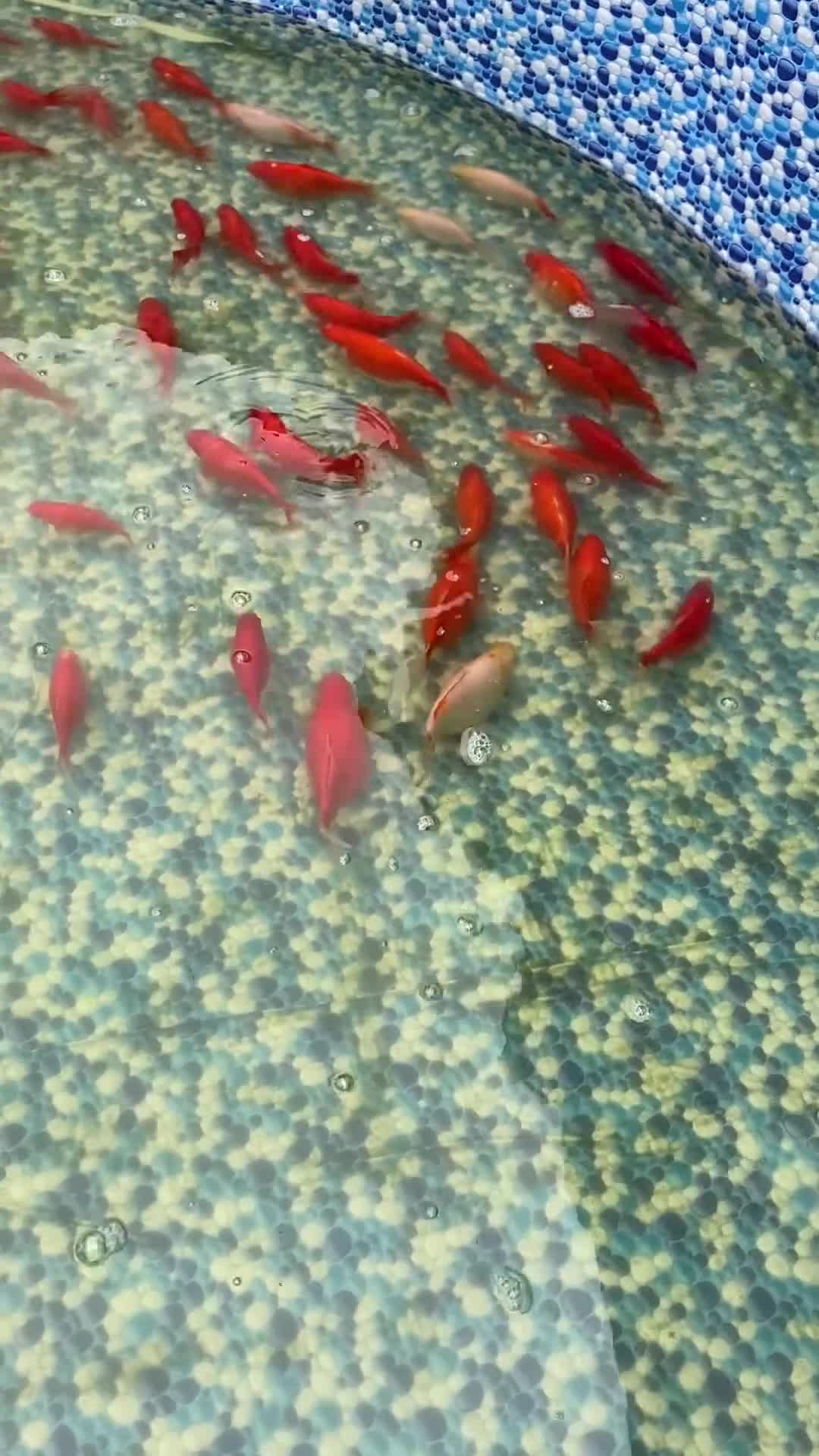 Goldfish fish for sale: Goldfish  - Video 1