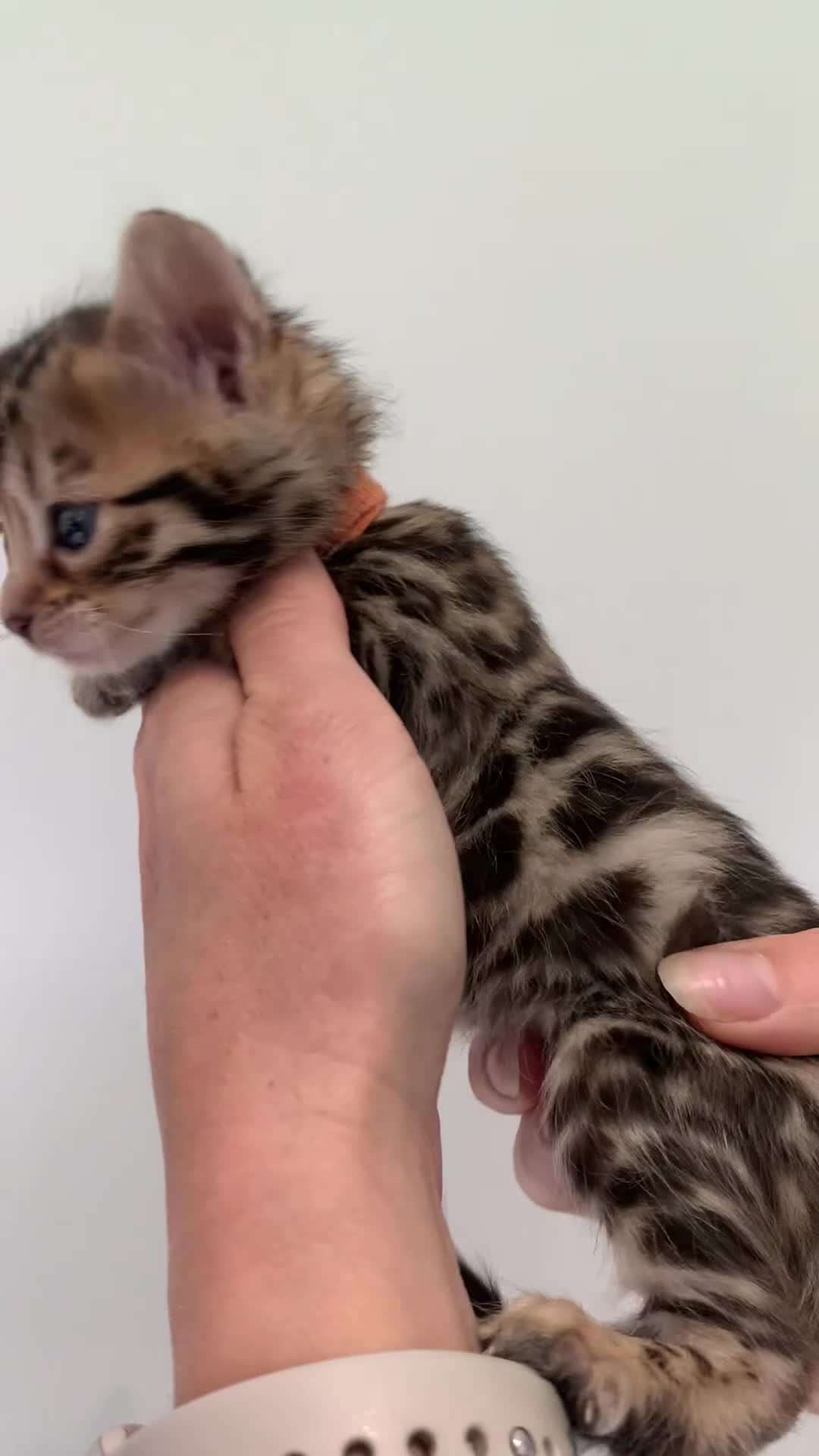 Bengal cats for sale: Best Bengal kittens in the U.K.  - Video 4