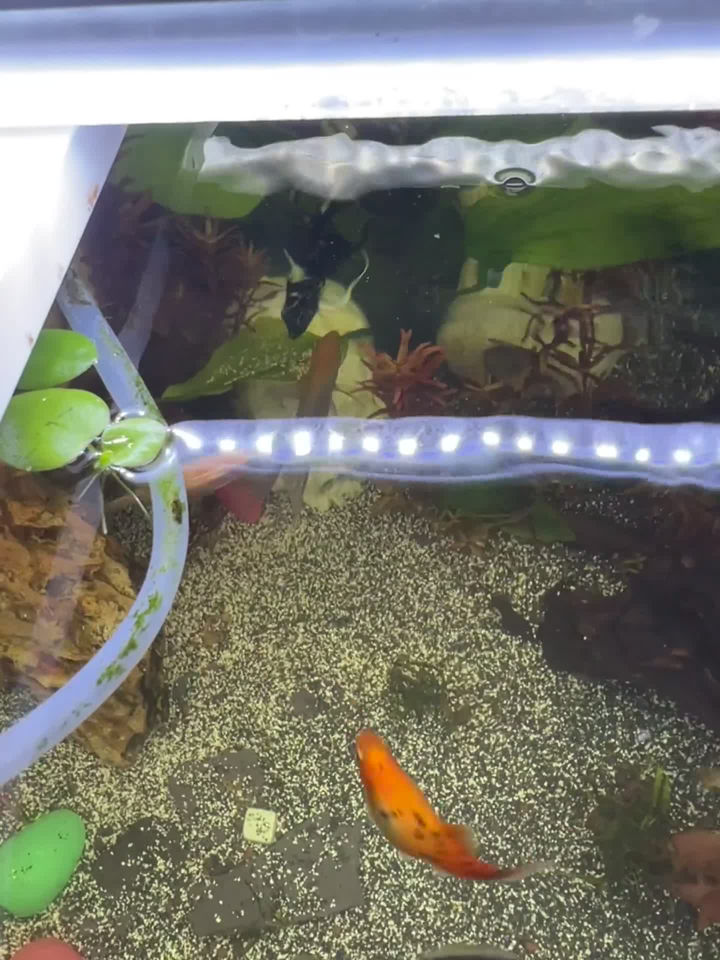Angelfish fish for sale: 4 angelfish  in Derby - Video 1