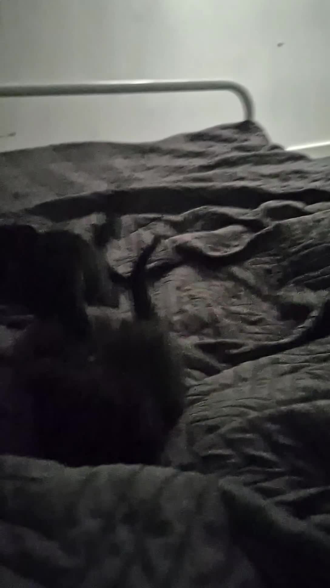 Mixed Breed cats for sale: 2 black kittens for sale - Video 1