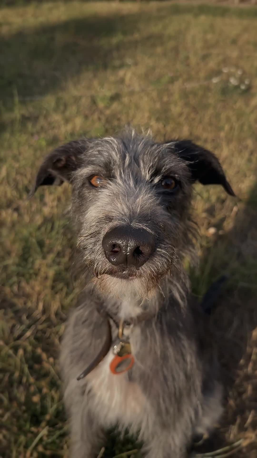 Mixed Breed dogs for sale: Ozzy is looking for his forever home - Video 2