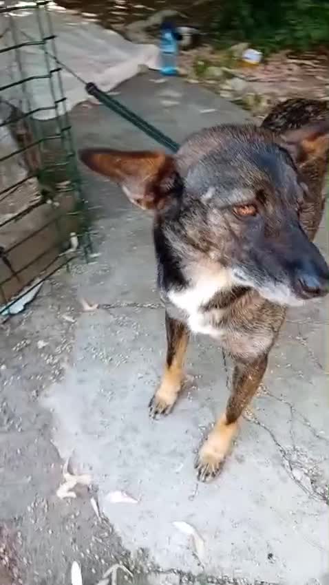 Mixed Breed dogs for adoption: 🐾 SCOUT - The Dog Who Refused to Give Up ❤️ - Video 2