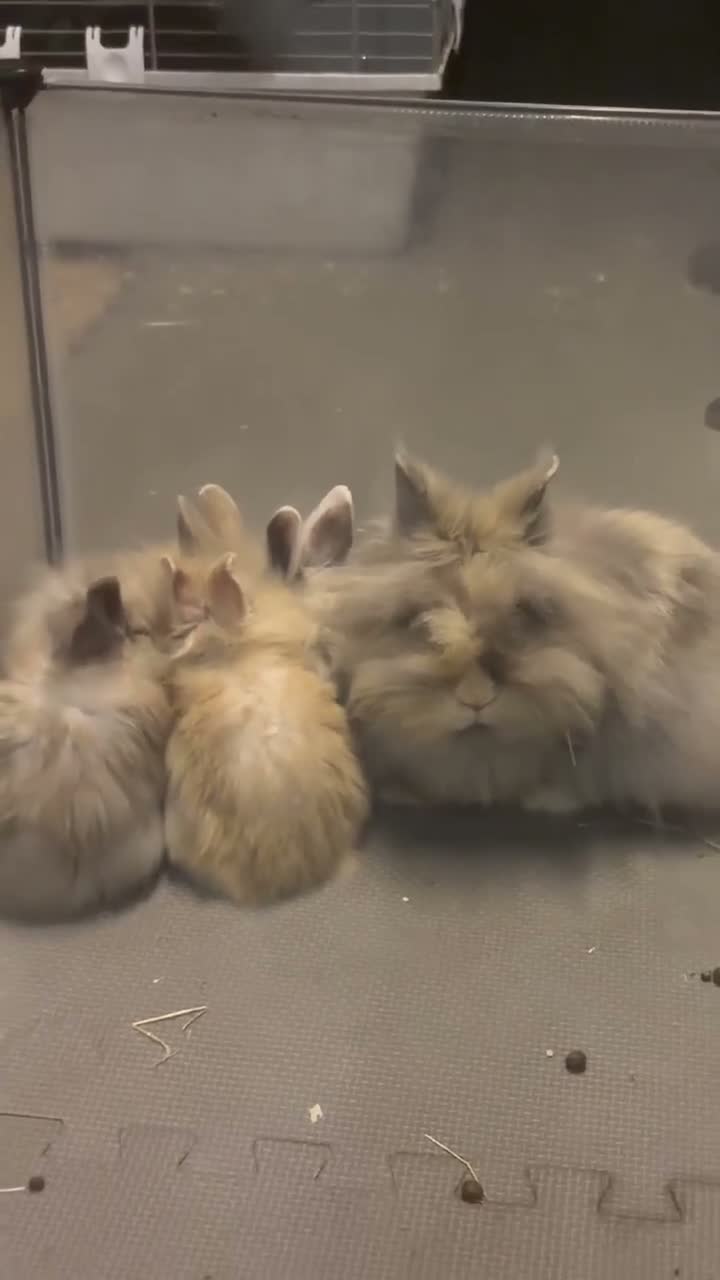 Lionhead rabbits for sale: Harlequin DM Lionhead’s - Video 1