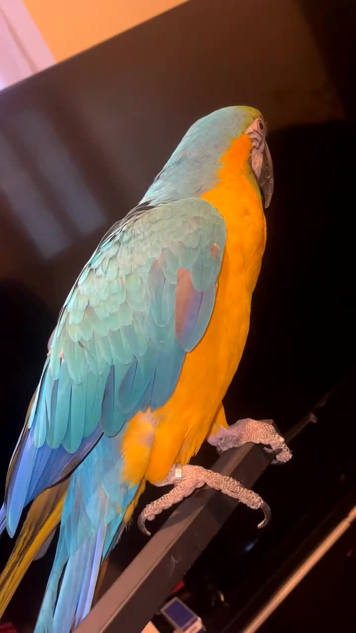 Macaws birds for sale:  Blue and Gold Macaw Parrot – Healthy & Vibrant  - Video 1