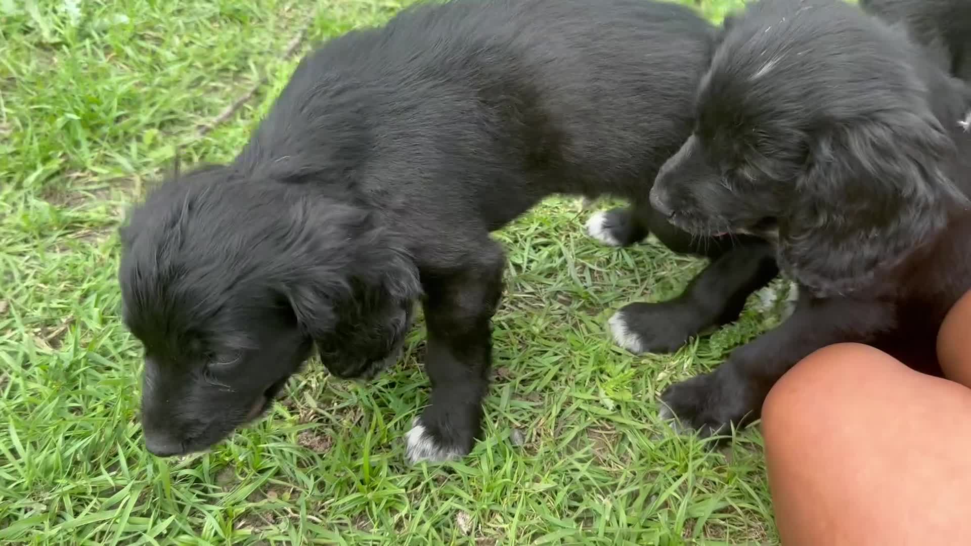 Cocker Spaniel dogs for sale: 3 cocker spaniel pups for sale  - Video 1