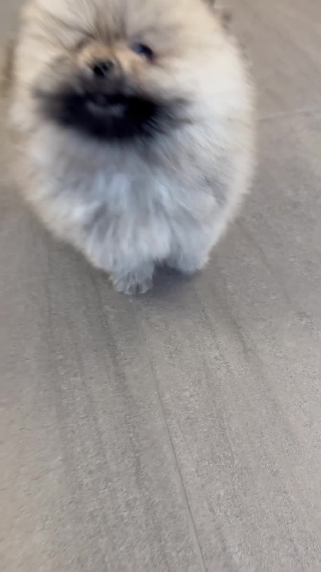 Pomeranian dogs for sale: KC Registered Pomeranian Puppies - Video 1