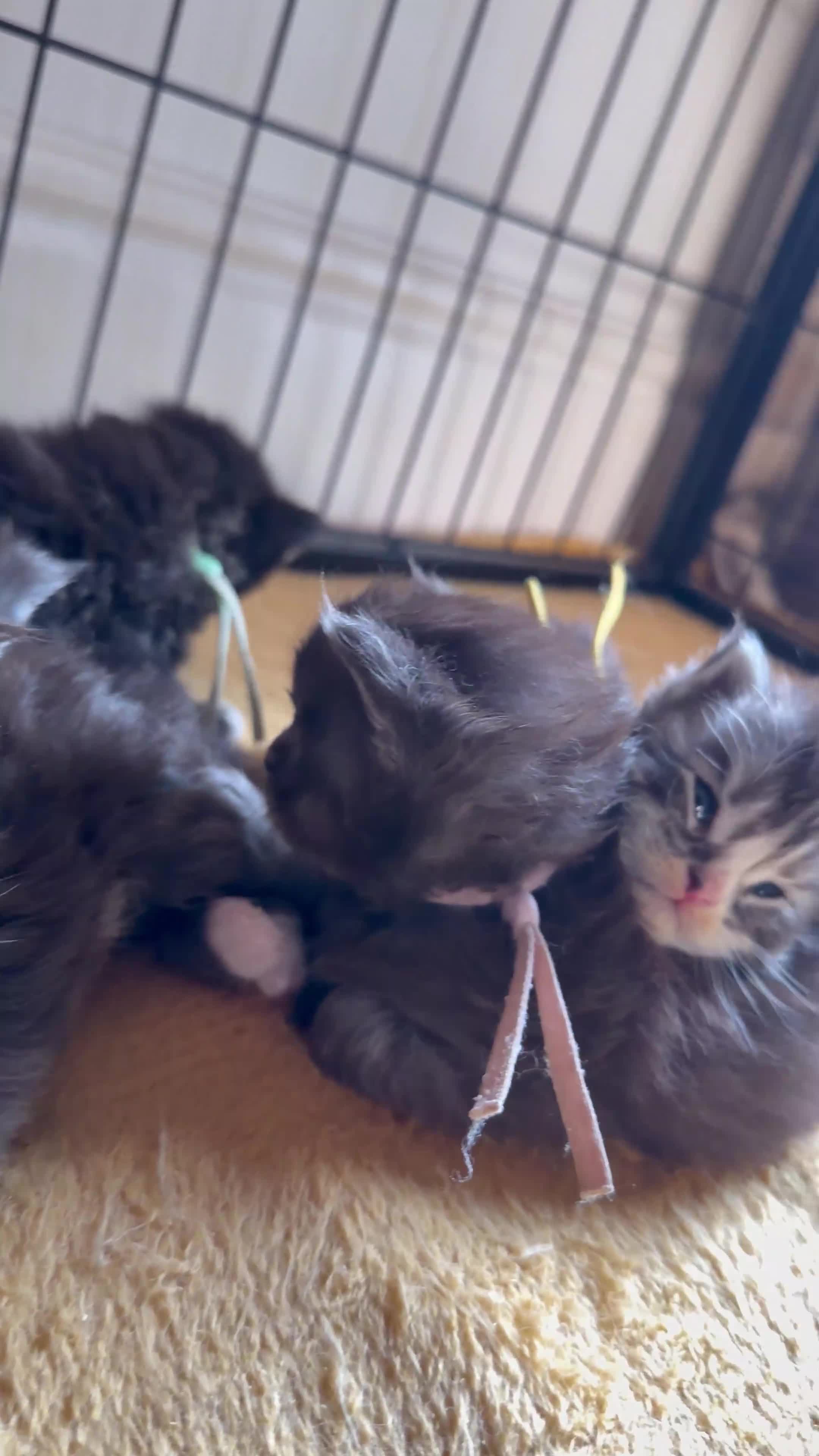 Maine Coon cats for sale: 6 Healthy Newly Born babies - Video 4
