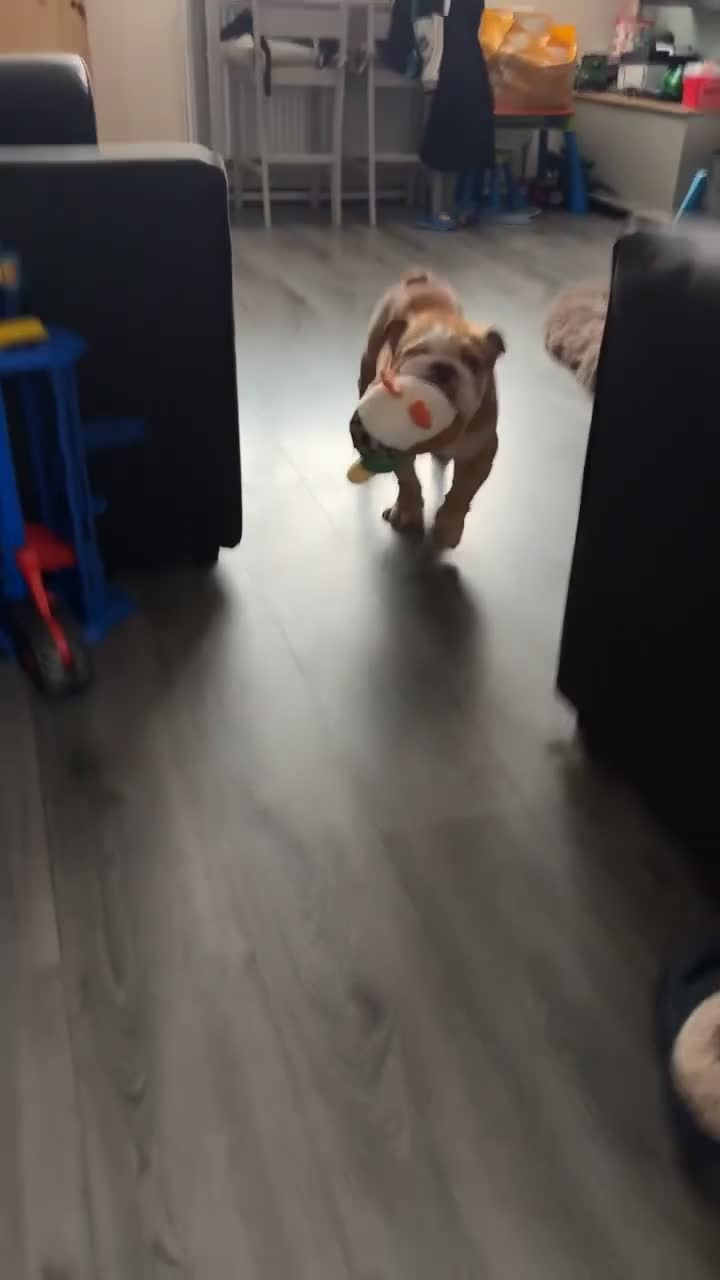 English Bulldog dogs for sale: Male English Bulldog looking for a new home  - Video 1