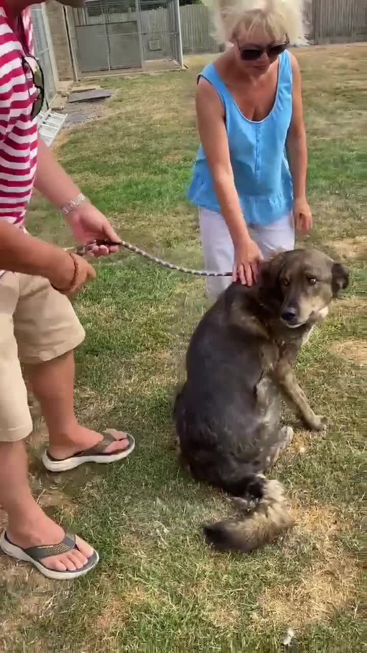 Mixed Breed dogs for adoption: TEDDY - WAITED HIS WHOLE LIFE FOR A HOME - Video 1