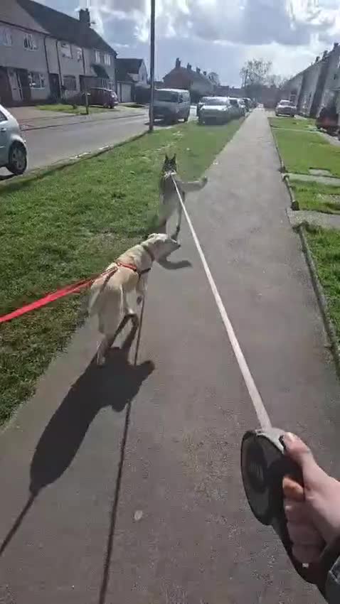 Mixed Breed dogs for adoption: 💙MOROZKO💙 9 MONTHS -WELL BEHAVED-VERY FRIENDLY in Ipswich - Video 2