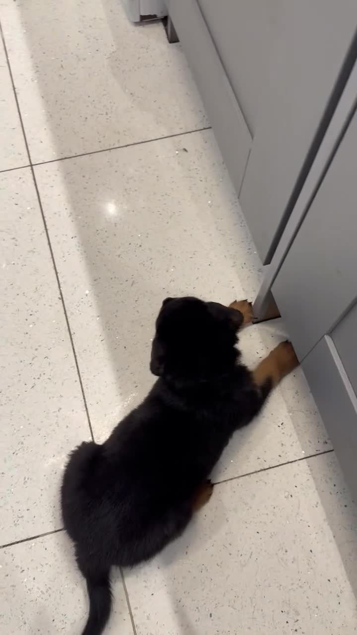 Rottweiler dogs for sale: Beautiful chunky Rottweiler puppies  - Video 1