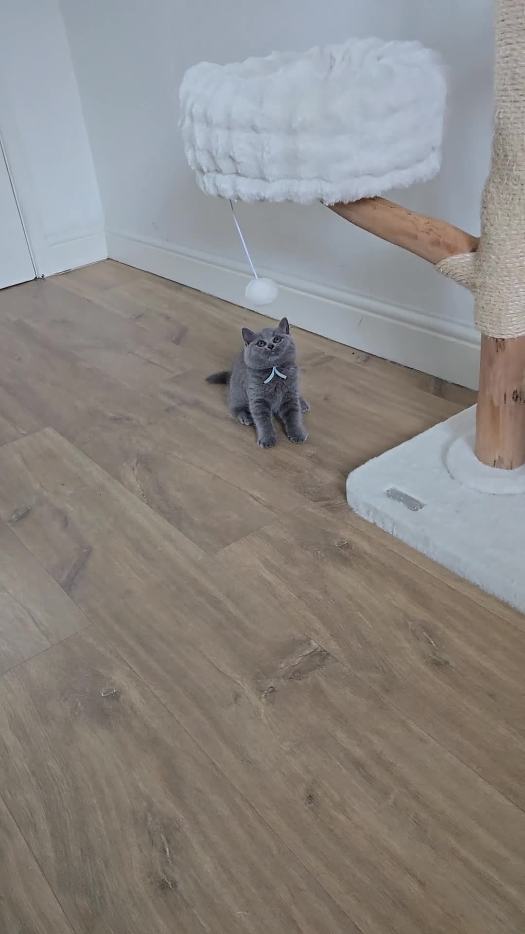 British Shorthair cats for sale: Adorable GCCF Registered British Shorthair Kittens - Video 2