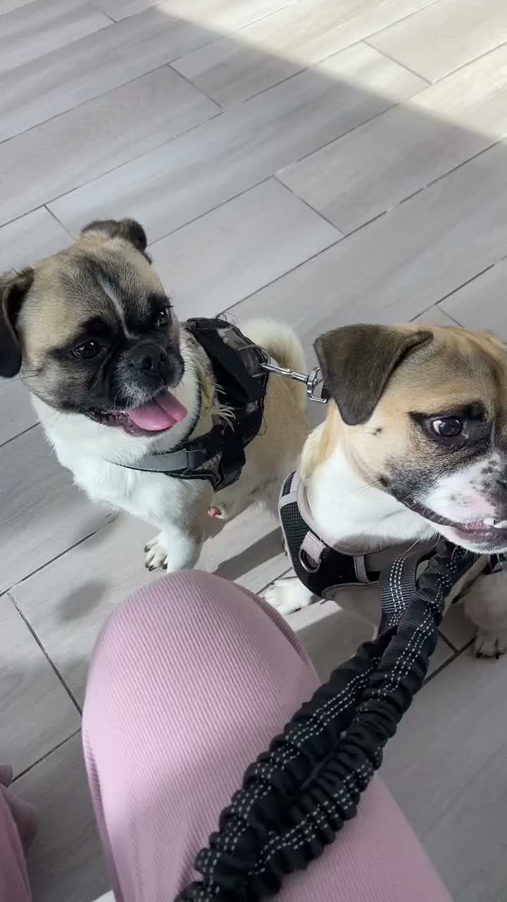 Jug dogs for sale: Father & Son Jugs - Video 2