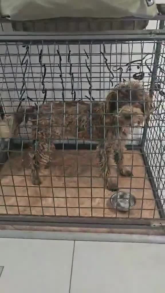 Lagotto Romagnolo dogs for adoption: Jack!  - Video 1