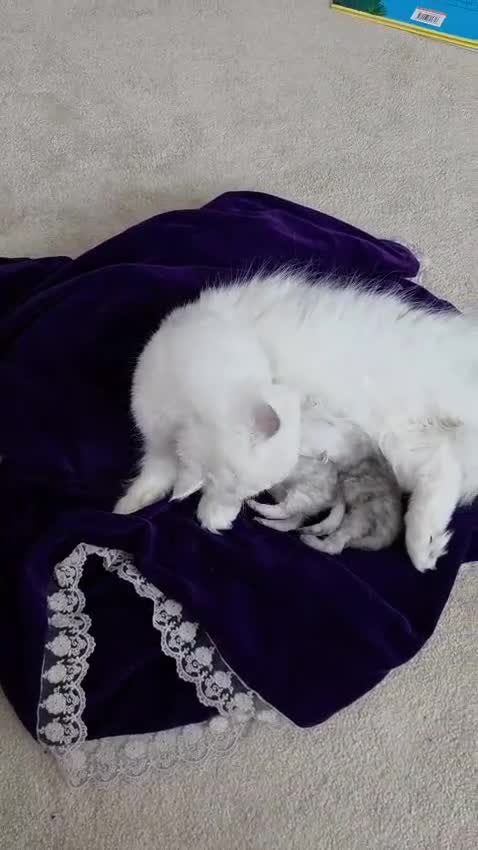 Persian cats for sale: Silvertip Chinchilla Persian- Boy & Girl Available - Video 1