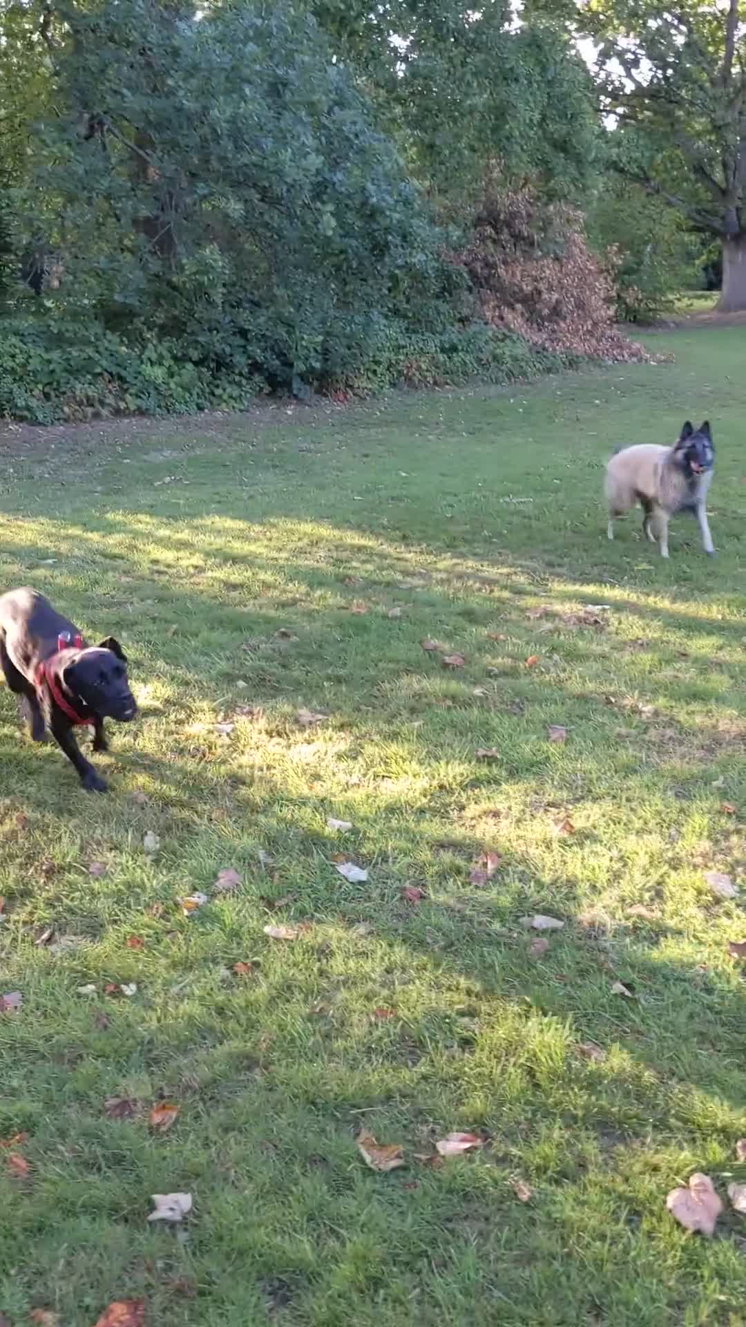 Boxer dogs for sale: 1 YEAR OLD CALM FEMALE BOXER  - Video 5