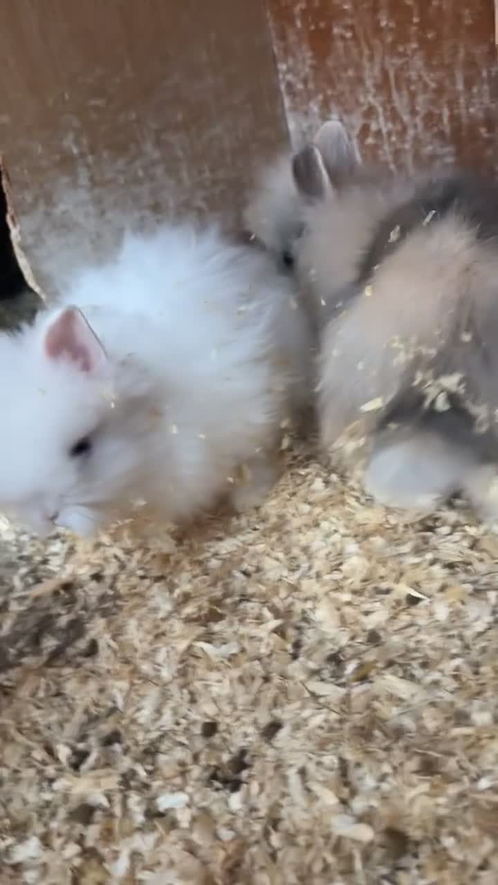 Lionhead rabbits for sale: Lion heads for sale  - Video 1
