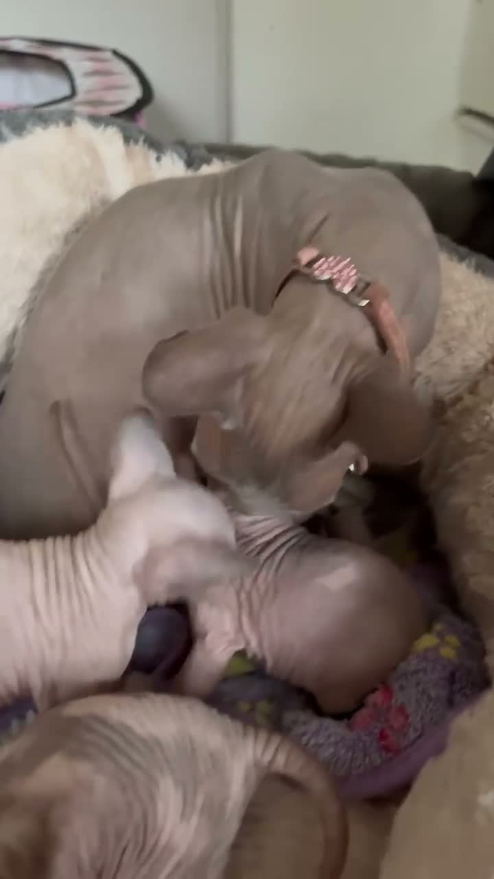 Sphynx cats for sale:  Sphynx Kittens with sky blue eyes  - Video 1