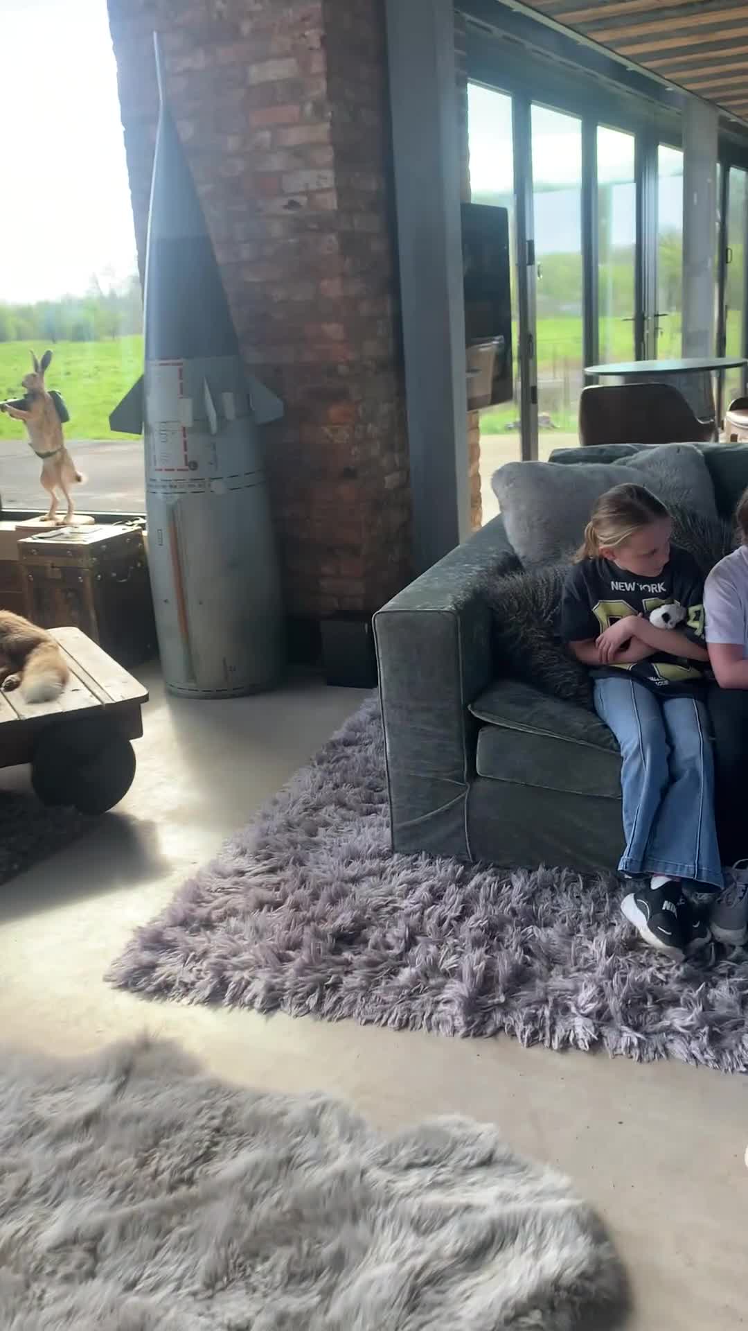 Bernedoodle dogs for sale: F1b Medium Size Bernedoodle  - Video 2