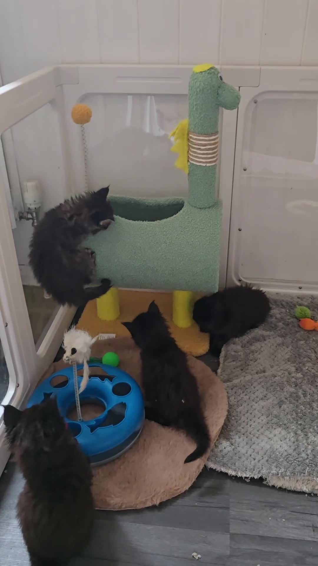 Maine Coon cats for sale: Maine Coon Kittens Polydactyl Russian line - Video 5