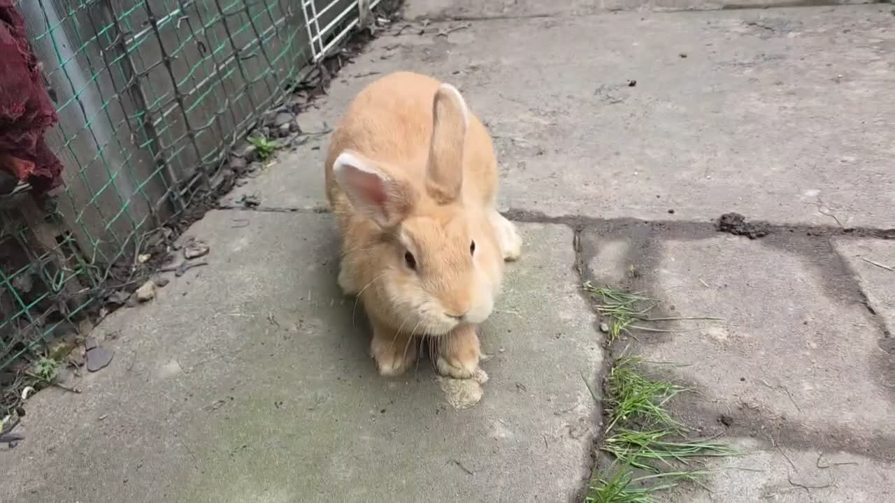 Lionhead rabbits for sale: Lion Head  (Fluffy Blue eyes ) - Video 4