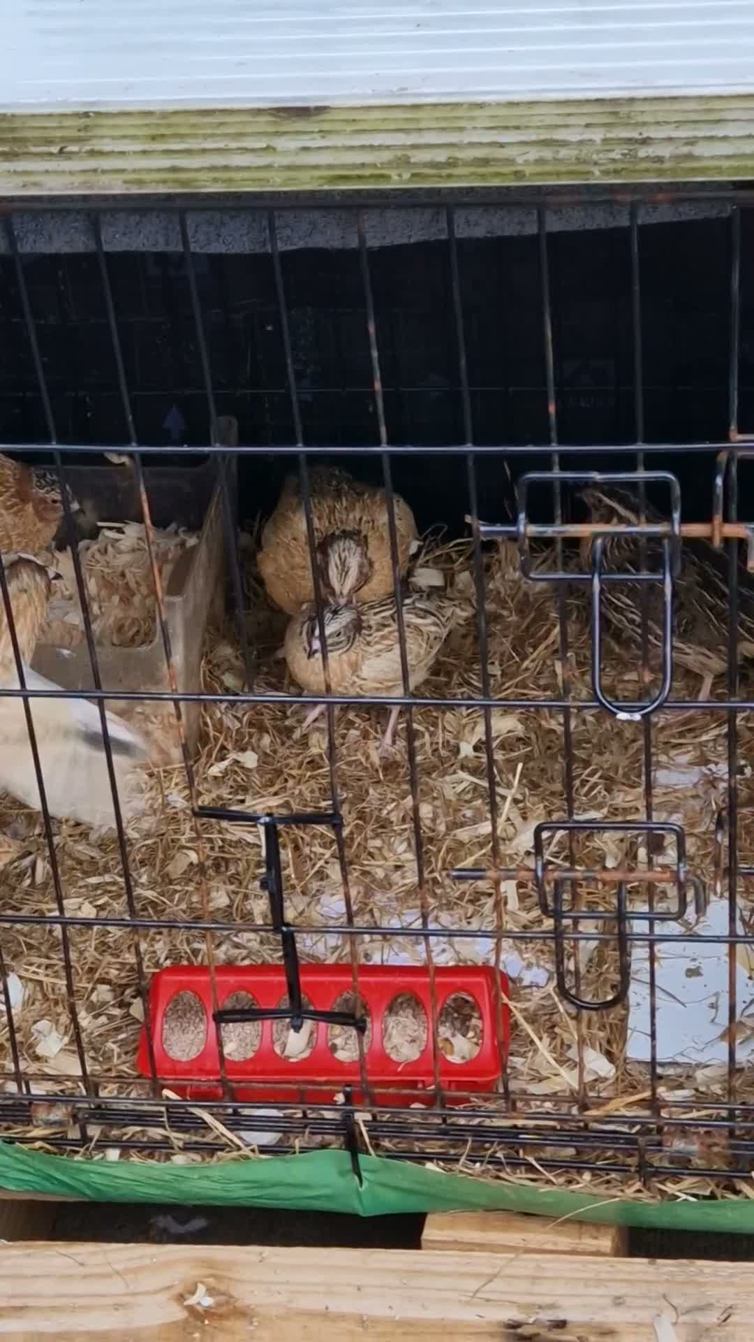 Quail poultry for sale: Quails  in Accrington - Video 1