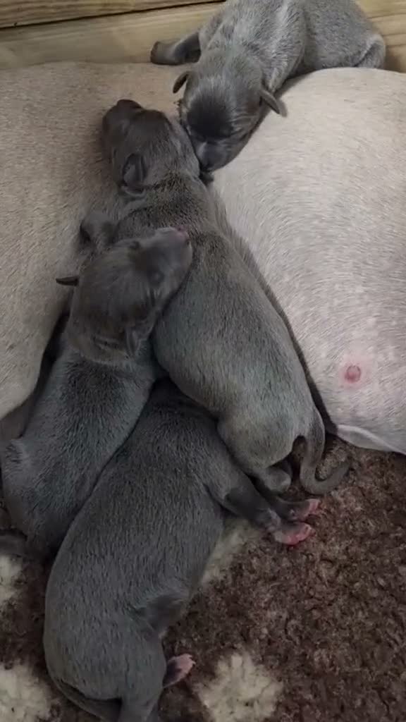 Whippet dogs for sale: Whippet puppies show background  - Video 4