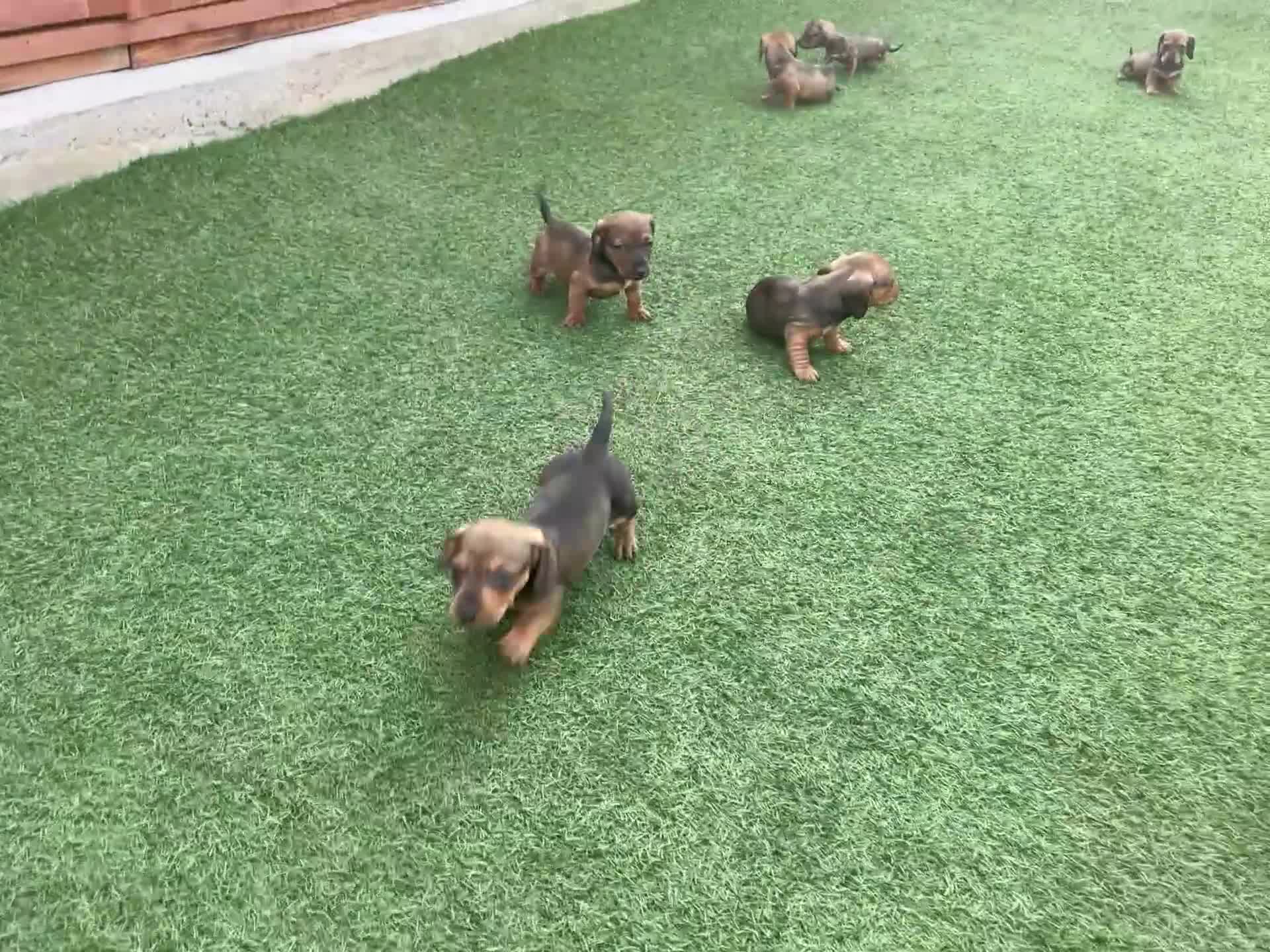 Dachshund dogs for sale: 6 beautiful dachshund puppies for sale !!😍 - Video 1