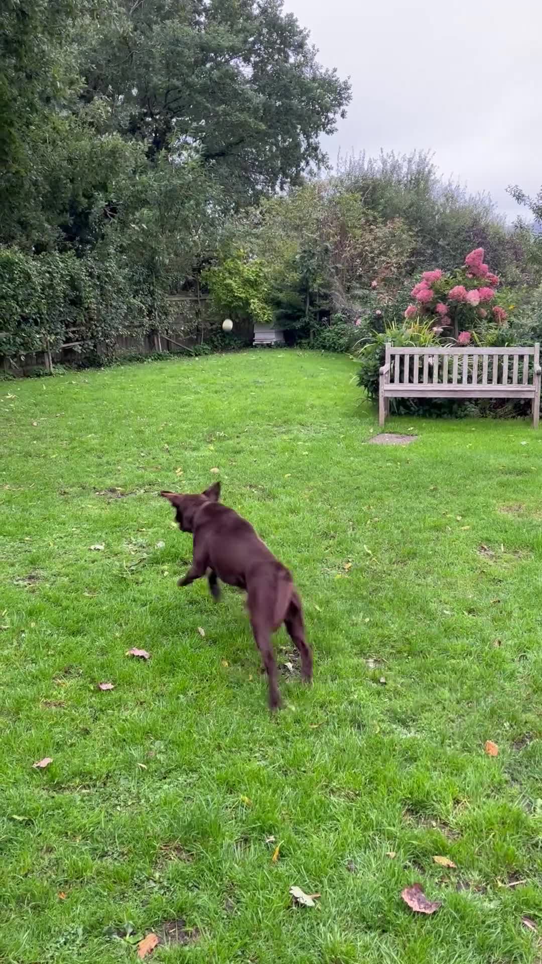 Labrador Retriever dogs for sale: Health Tested KC Male Labrador For Sale - Video 1