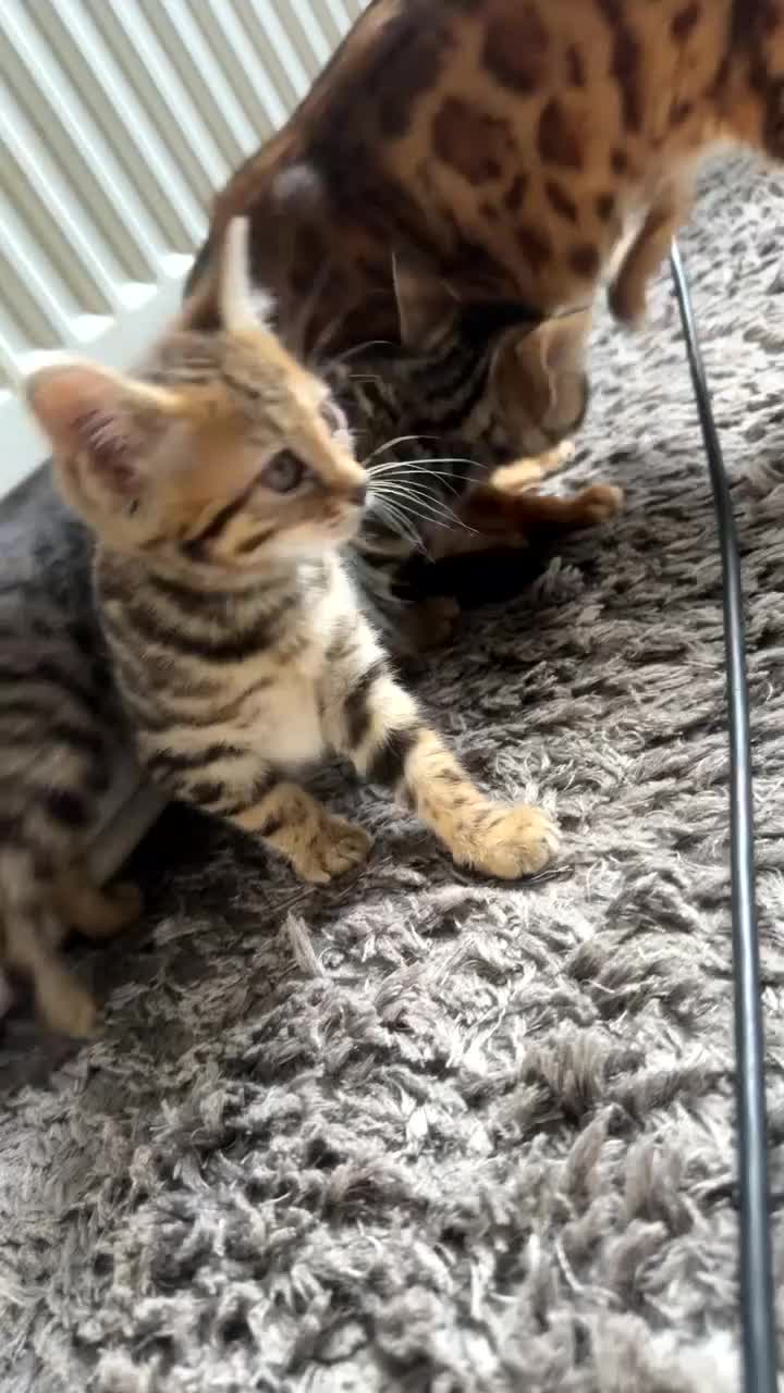 Mixed Breed cats for sale: Half bengal Half tabby cats for sale  in Smethwick - Video 1