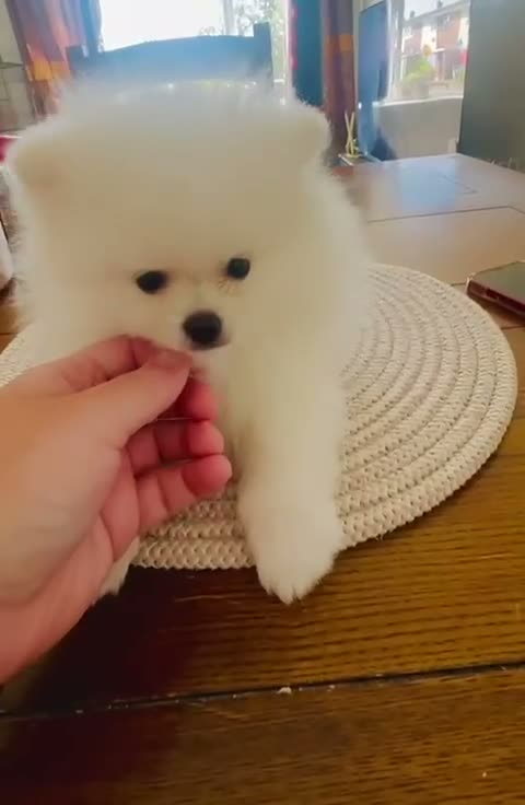 Pomeranian dogs for sale: Adorable little pom-poms looking new parents - Video 1