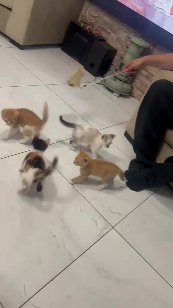 Mixed Breed cats for sale: 4 kittens mixed breed in Greenford - Video 4