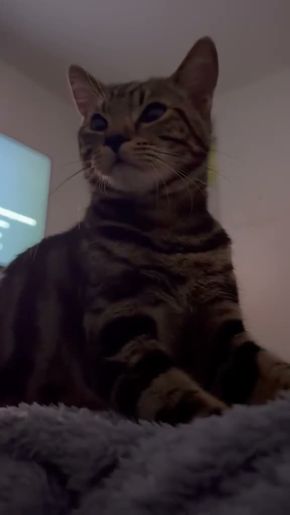 Mixed Breed cats for sale: One boys cat for sale  - Video 2