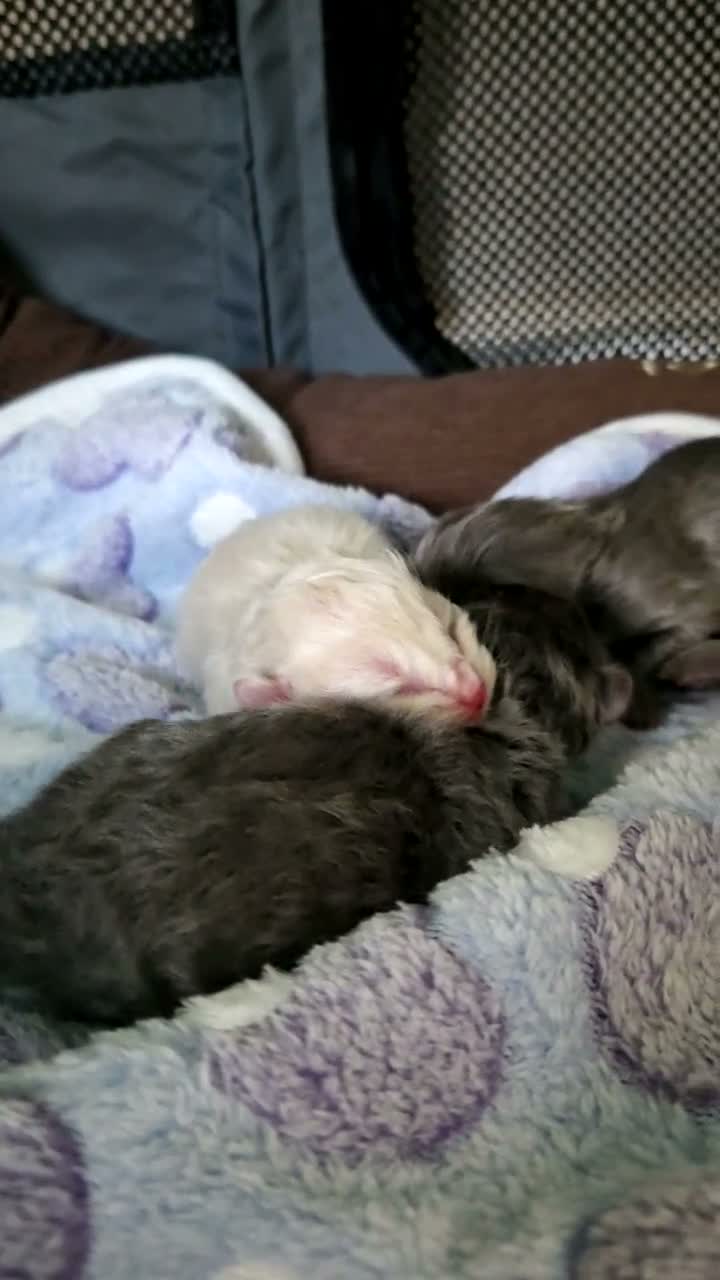 Ragdoll cats for sale: 3 Rare solid ragdoll kittens - Video 2