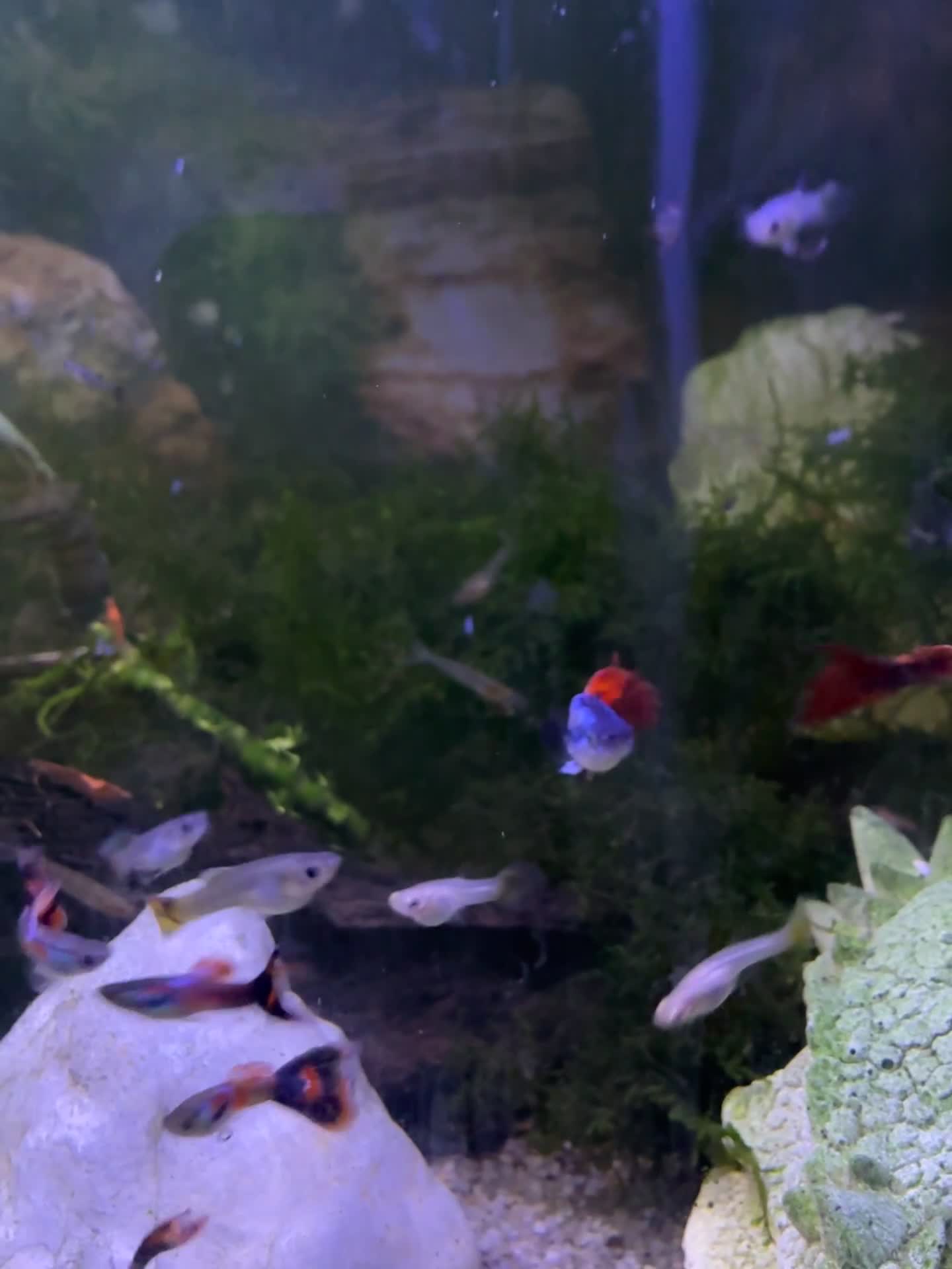 Live Bearers fish for sale: Guppy endlers  in Cheltenham - Video 1