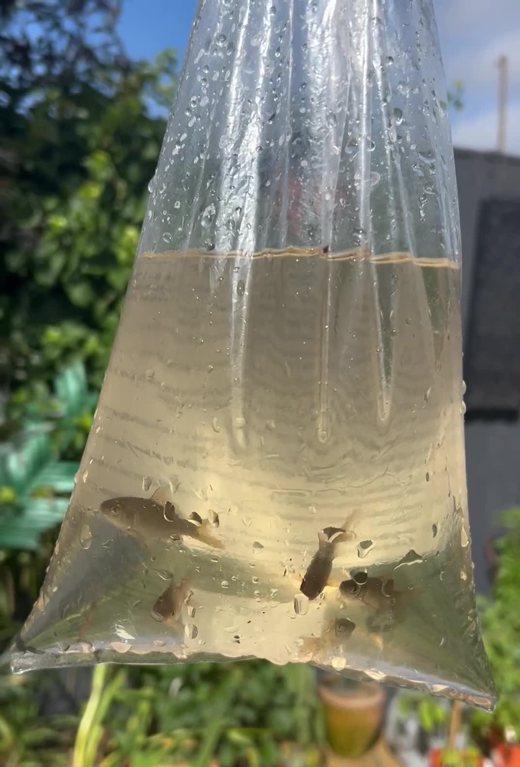 Pond Fish fish for sale: 5x Gold/Brown Healthy Pond Goldfish  in Havant - Video 1
