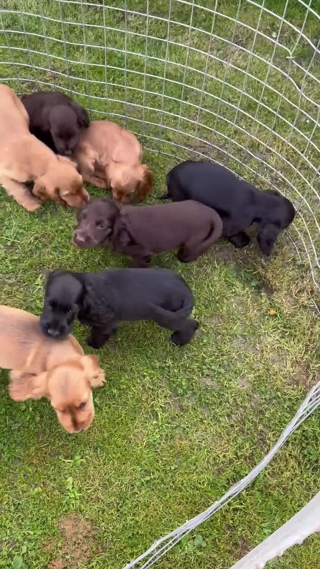 Cocker Spaniel dogs for sale: Exceptional litter of show type cocker spaniels - Video 1