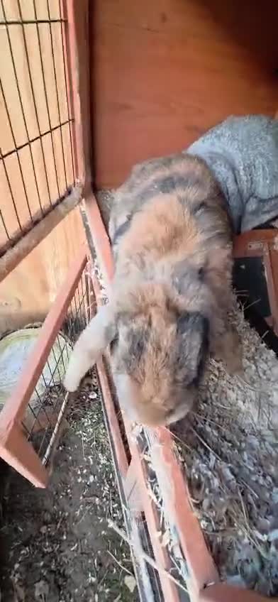 Mixed Breed rabbits for sale: Doc and luna  - Video 1