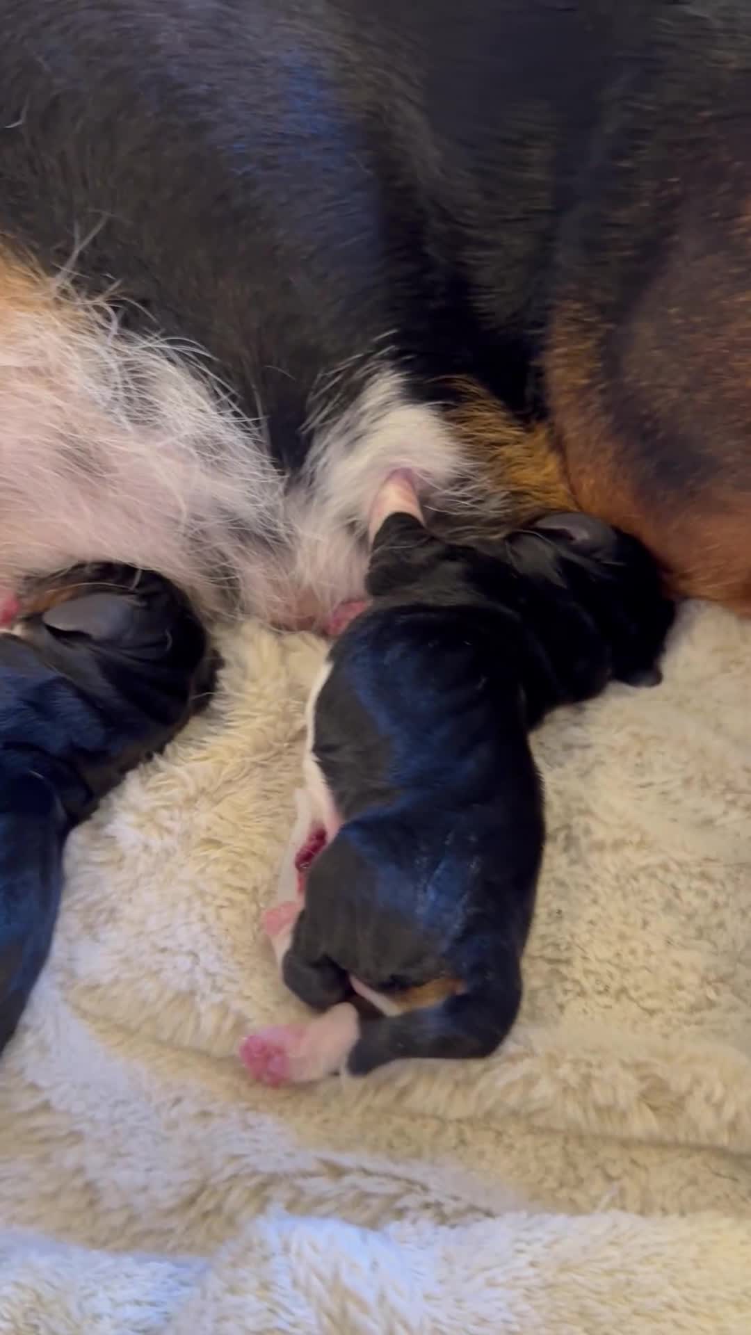 Basset Hound dogs for sale: Beautiful Basset Hound Puppies - Video 2