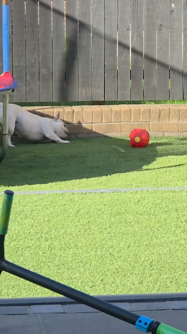 French Bulldog dogs for sale: 3 Year Old French Bulldog Looking for Loving Home - Video 1